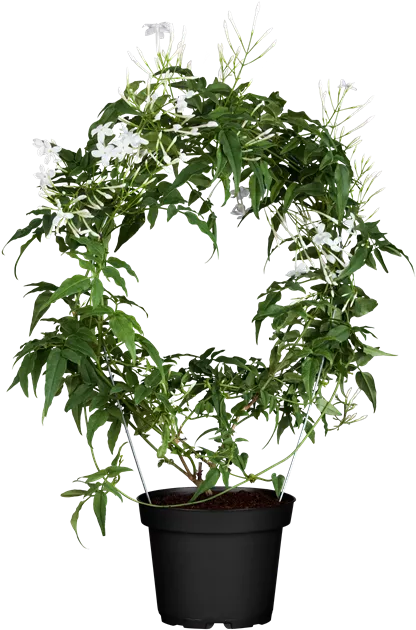 Jasminum polyanthum - Garten-Land Wohlhter oHG