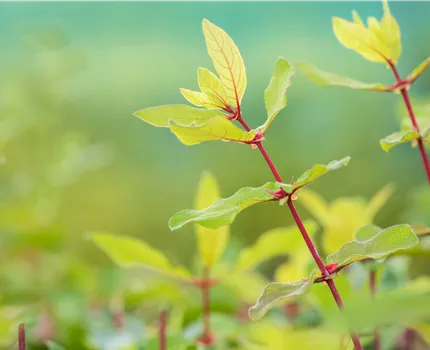 Lonicera caerulea var. kamtschatica