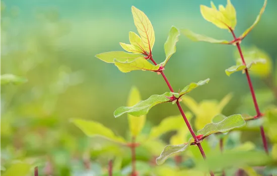 Lonicera caerulea var. kamtschatica