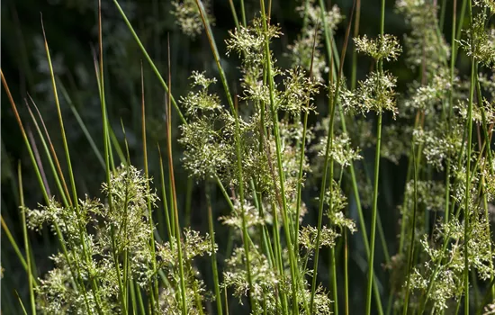 Juncus effusus