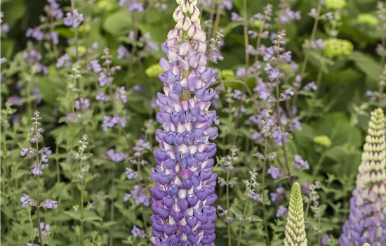 Lupinus polyphyllus