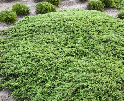 Juniperus communis 'Green Carpet'