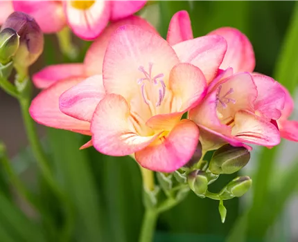 Freesia