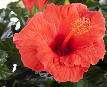 Hibiscus rosa-sinensis