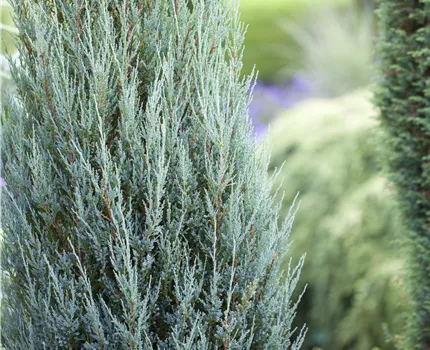 Juniperus virginiana 'Blue Arrow'