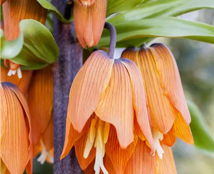 Fritillaria imperialis