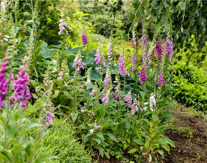 So wird’s richtig bunt - Stauden für jeden Standort im Garten