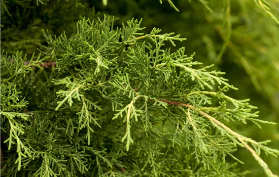 Juniperus x pfitzeriana