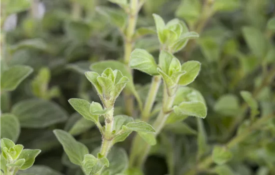 Origanum vulgare