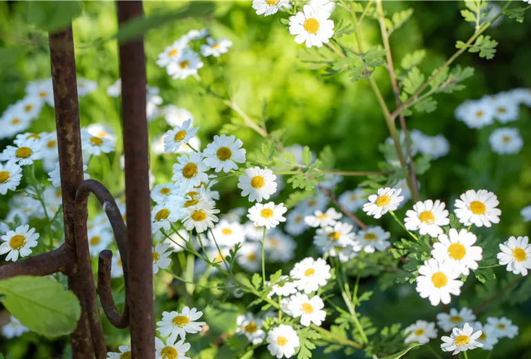 Arctanthemum arcticum