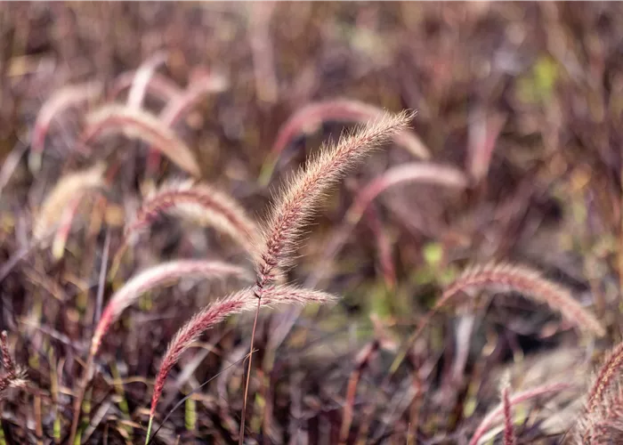 Gartengestaltung mit Gräsern – Jetzt wird’s bunt!