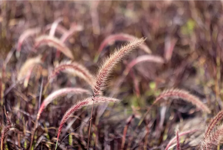 Pennisetum setaceum 'Fireworks'(s)