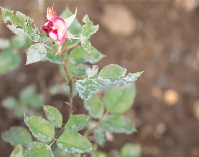 Die häufigsten Pflanzenkrankheiten erkennen und bekämpfen