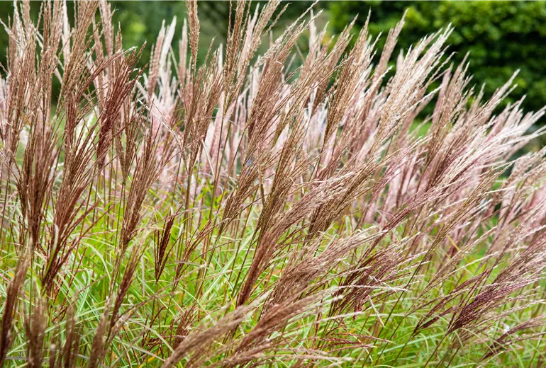 Miscanthus sinensis