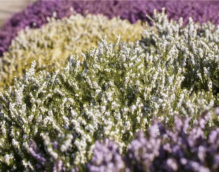 Heide in den unterschiedlichsten Farben für Garten und Balkon