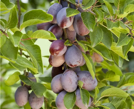 Prunus domestica subsp. domestica