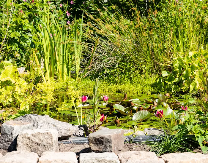 Wasserpflanzen einsetzen – So wird der Teich zum Highlight