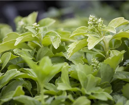 Pachysandra terminalis