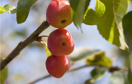 Malus x moerlandsii 'Red Sentinel'