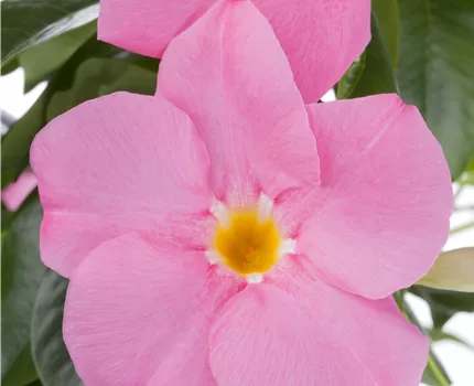 Mandevilla sanderi