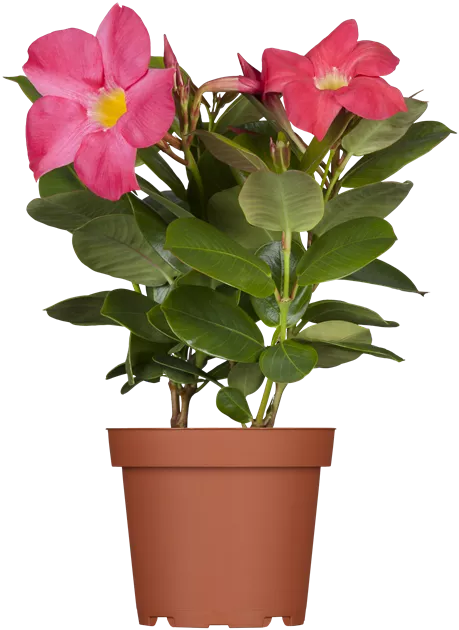 Mandevilla sanderi - Garten-Land Wohlhter oHG