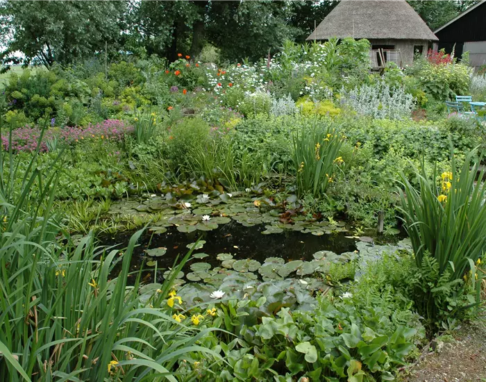 Wasserpflanzen im Garten und die perfekten Nachbarn