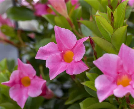 Mandevilla sanderi 'Diamantina'®