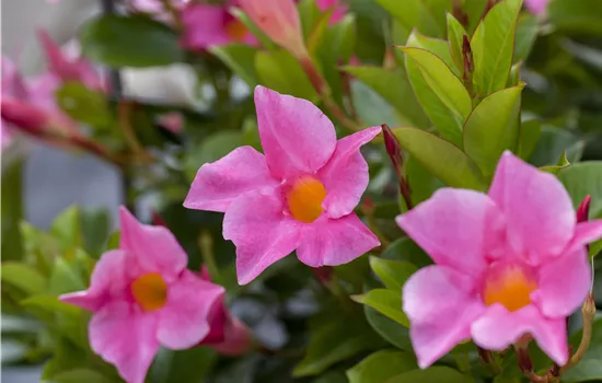 Mandevilla sanderi 'Diamantina'®