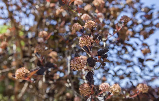 Physocarpus opulifolius
