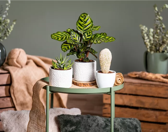 Kakteen und Sukkulenten – Die beliebtesten Kandidaten