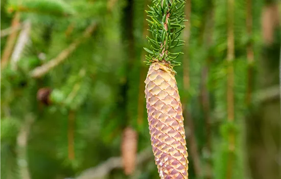 Picea abies