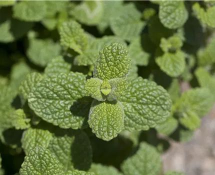 Mentha species