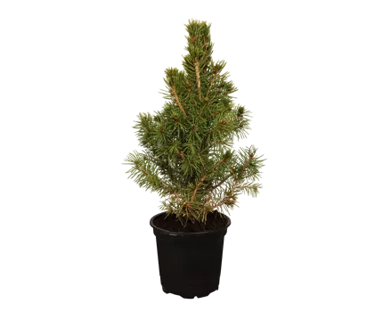 Picea glauca 'Conica'