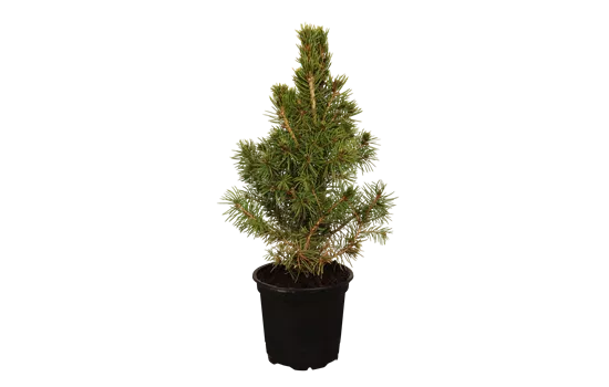 Picea glauca 'Conica'