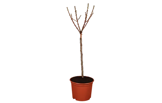 Prunus persica var. persica