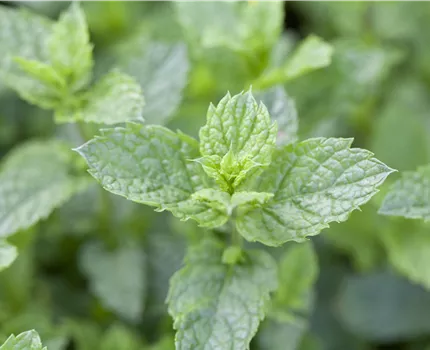 Mentha spicata 'Maroccan'