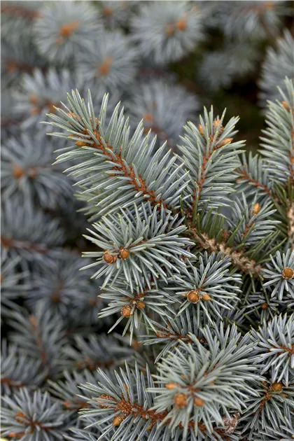 Picea pungens - Garten-Land Wohlhter oHG