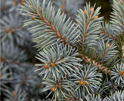 Picea pungens