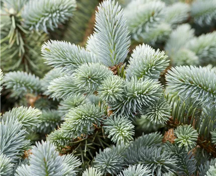 Picea pungens 'Glauca'
