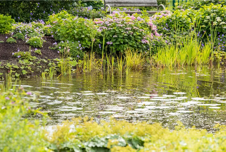 Teich im Garten