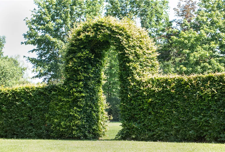 Hecke mit Torbogen