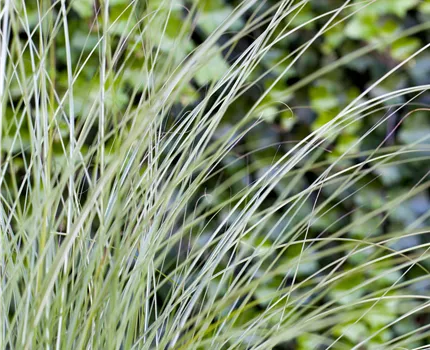 Miscanthus sinensis 'Gracillimus'