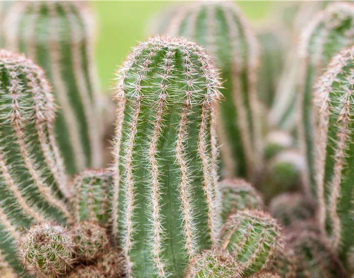 Kakteen und Sukkulenten pflegen für glückliche Pflanzenfreunde