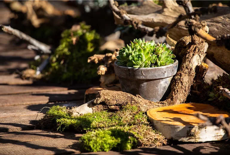 Sempervivum im Tontopf