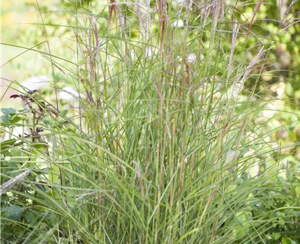 Miscanthus sinensis 'Kleine Fontäne'