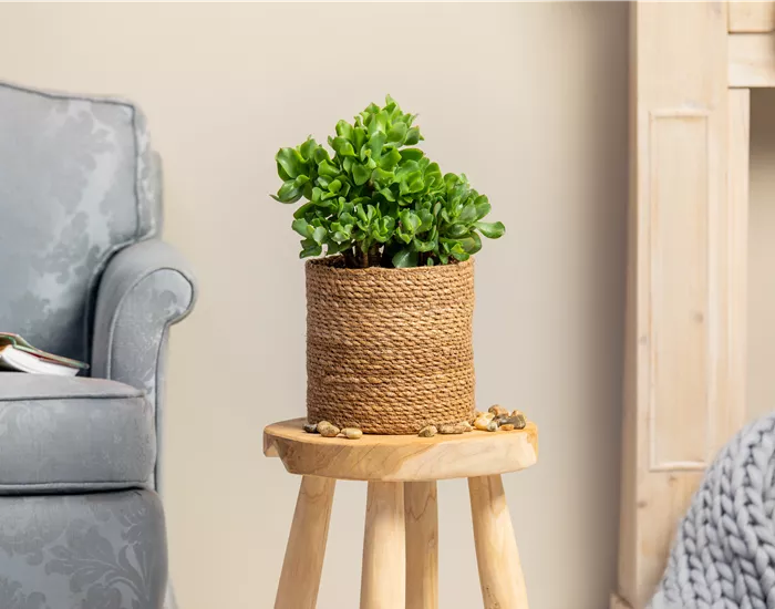 Moderne Raumgestaltung mit Kakteen und Sukkulenten