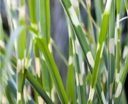 Miscanthus sinensis 'Strictus'