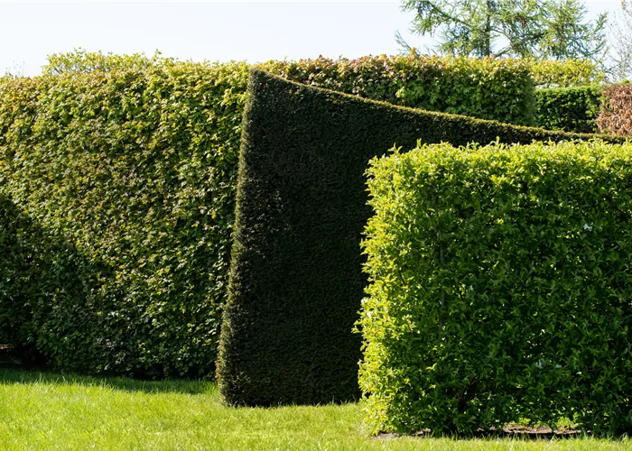 Hecken pflanzen und für grünen Sichtschutz sorgen