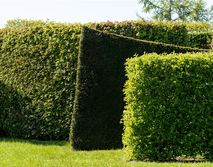 Hecken pflanzen und für grünen Sichtschutz sorgen