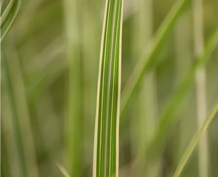 Miscanthus sinensis 'Variegatus'